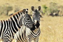 Zebras in der Savanne by Jürgen Feuerer