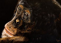 Schimpanse by Conny Krakowski