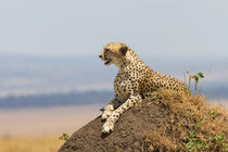 Gepard (Acinonyx jubatus) von Ralph Patzel