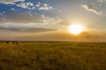 Fields of gold II von Ralph Patzel