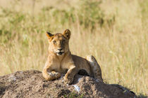 Löwe (Panthera leo) by Ralph Patzel