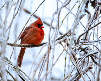 Cardinal in the Willow III by Jon Woodhams