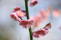 Frühling von meleah