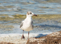 The Laughing Gull Strut von John Bailey