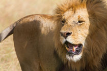 Löwe (Panthera leo) von Ralph Patzel