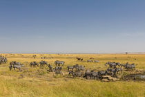 Steppenzebras (Equus quagga) by Ralph Patzel