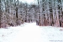 Snow Covered Road von Dan Richards
