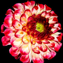 Dream-like ( Dahlia ) von Rolf Brecht