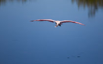 Flying Spoonbill by John Bailey