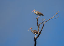 Two Youngsters in a Tree by John Bailey