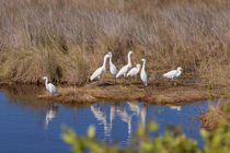 Snowy Egret Convention von John Bailey