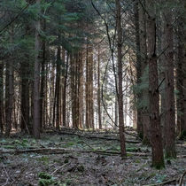 Through the Larch Woods von David Tinsley