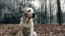 Labrador Retriever by Wolfgang Janisch