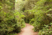 A Path to the Redwoods by John Bailey