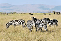 Zebraherde in der afrikanischen Savanne by Jürgen Feuerer