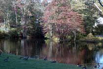 Connecticut Lake von Sally White