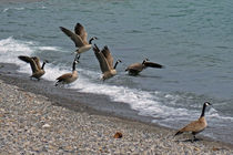Lake Tahoe Geese by Sally White