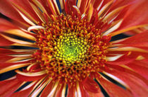 Metallic Zinnia von Sally White