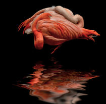 flamingos von Vera Kämpfe