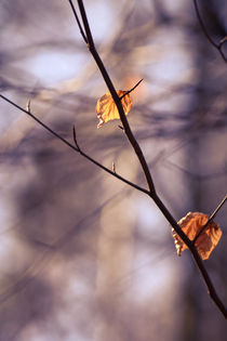 Herbstblätter in Frühlingssonne II von sylbe