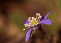 Kleine Blume von Johanna Leithäuser