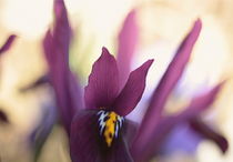 Irisblüte von Johanna Leithäuser
