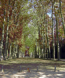 Versailles Gardens Path by Sally White
