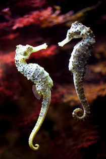 Seahorse in love von creativemarc