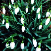 Schneeglöckchen verkünden den Frühling von ndsh