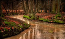 Waldbach von photoart-hartmann