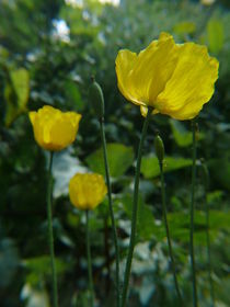 Gelber Mohn von lucylaube