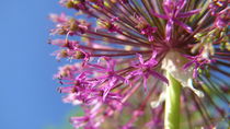 Alliumblüte von lucylaube