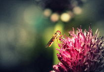 Flower and flower fly :-) by Johanna Leithäuser