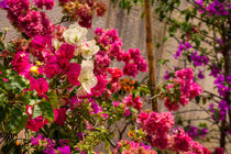 Bougainvillea by rainbowsculptors