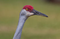 Up Close With A Sandhill Crane by John Bailey