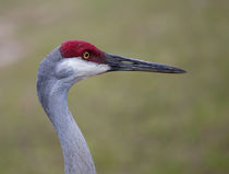 The Sandhill Crane by John Bailey