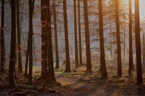 Forest "Bergisch" von Ivonne Wentzler