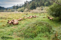 Leader Of The Elk Herd von John Bailey