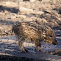 Schweinchen von sylbe