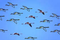 flamingos flying 2  von Leandro Bistolfi