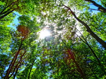 Mystical Forest Sky by M.  Bleichner