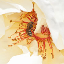 bee among rose pistils by bruno paolo benedetti