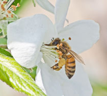 bee on white flower by bruno paolo benedetti