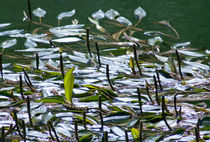 floating plants on water by bruno paolo benedetti
