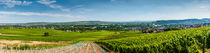 Panorama Ingelheim bis Rüdesheim von Erhard Hess