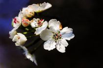 White Blossom von Jeremy Sage