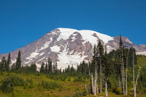 Mount Ranier in the Summer by John Bailey