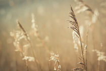 Gräser im Licht der Morgensonne by Beate Zoellner