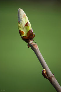 springtime! ... awakening I by meleah