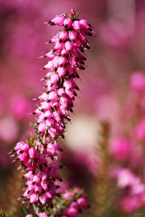 springtime! ... pink, pinker, pinkest III von meleah